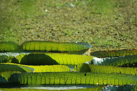 极速飞艇平台网